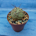 Tephrocactus Geometricus (Тефрокактус)