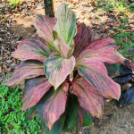 Кордилина PINK SPLASH