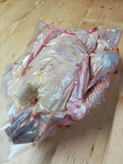 Гусь домашний