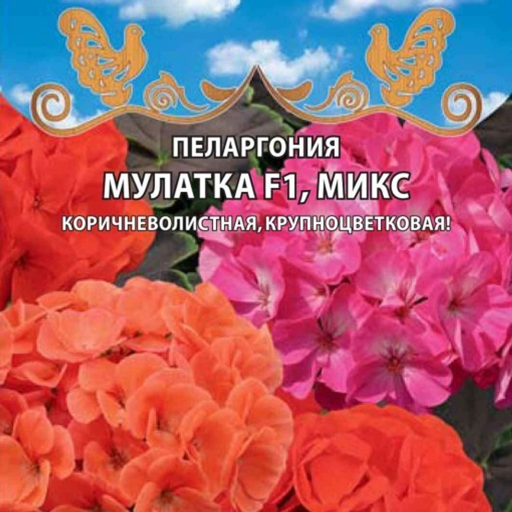 Пеларгония крупноцветковая Мулатка F1, микс