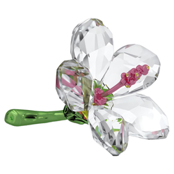FLORERE:HIBISCUS S