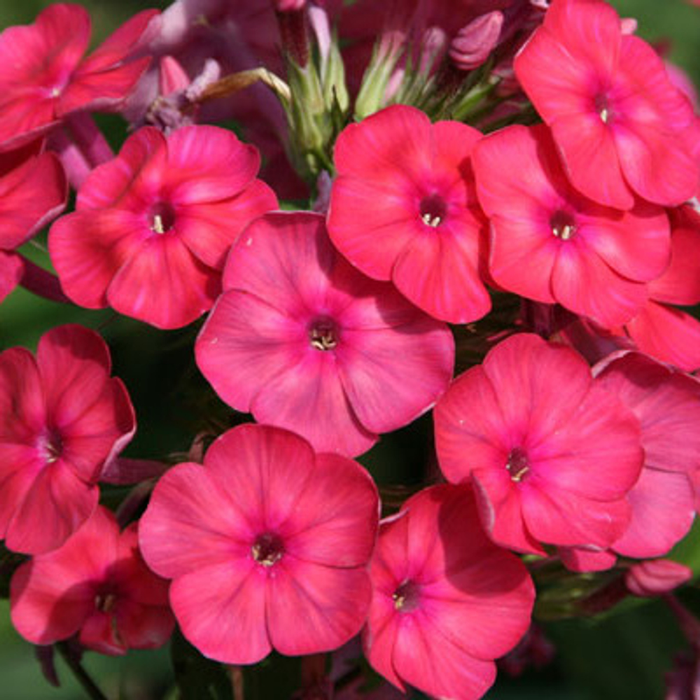 Флокс метельчатый Набат (горшок 2л)