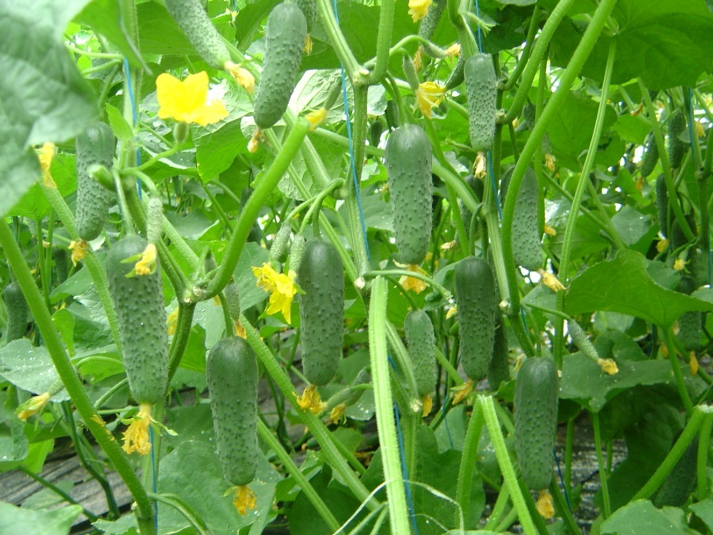 Огурец Сигурд F1 7шт Мировые Семена VITA GREEN