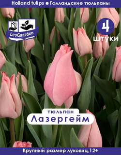 Тюльпан Луковица цветов, Лазергейм, 4 шт, разбор 11/12