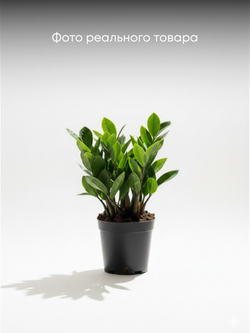 Замиокулькас Pointed Leaf д. 12