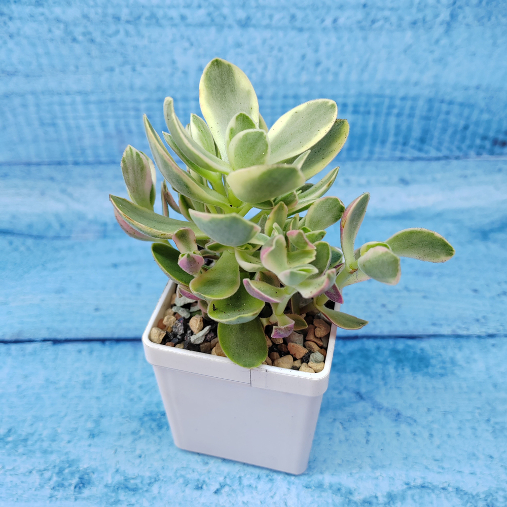 Crassula Moneymaker variegata (Крассула)