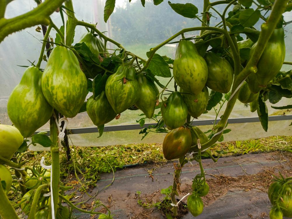 Кубинский салями сорт томата