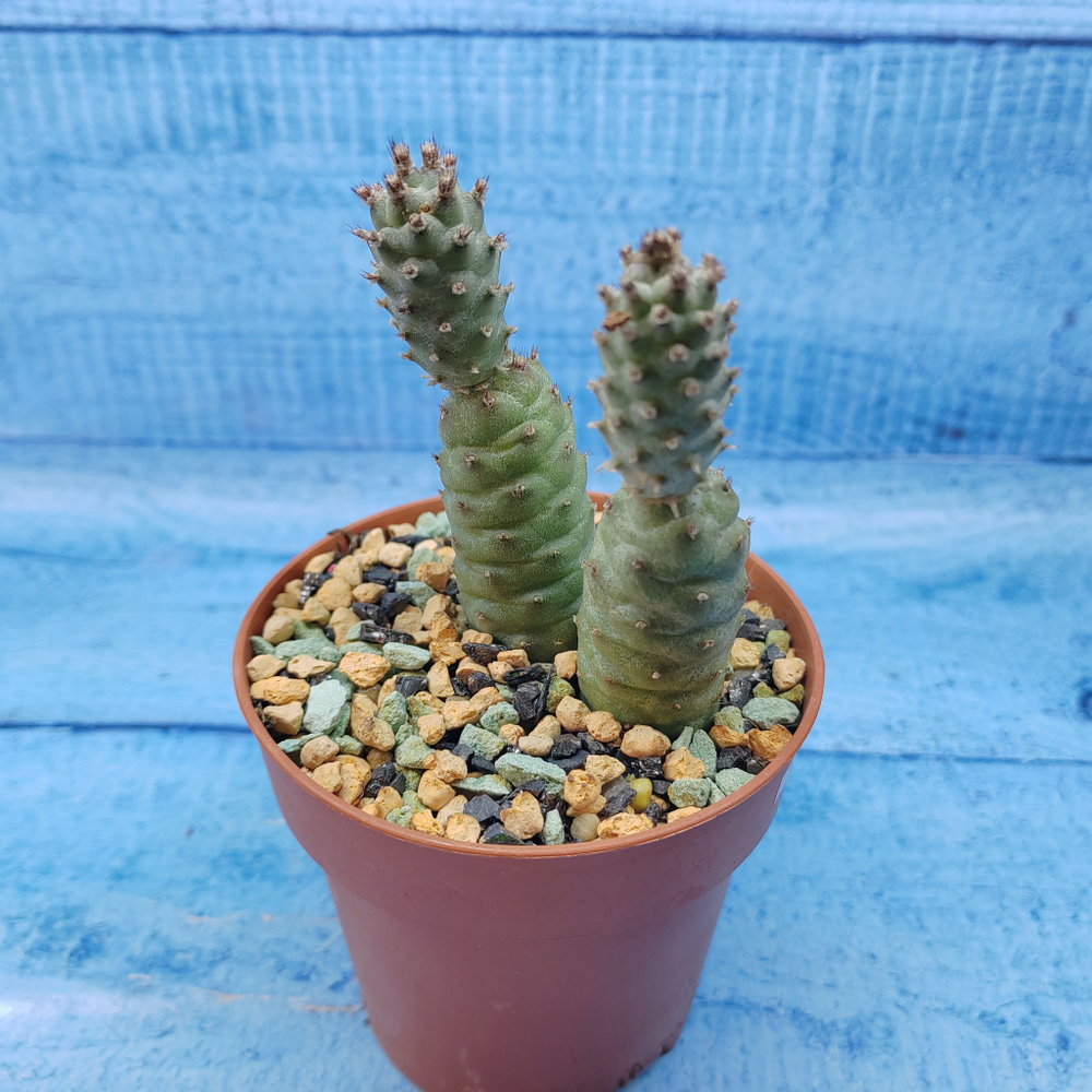 Tephrocactus Articulatus Diadematus (Тефрокактус)