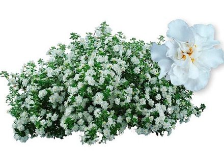 Бакопа Double Snowball White. ОКС укорененный черенок. 1-10 марта