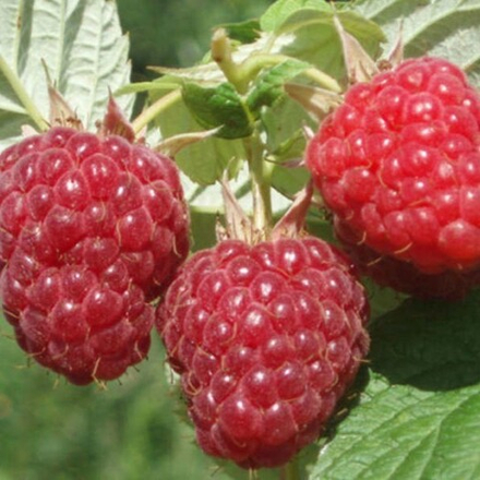 Малина Бальзам