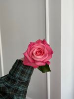 Роза ярко розовая