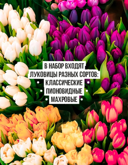Тюльпан Луковицы неочищенные, Микс сортов, 100шт+