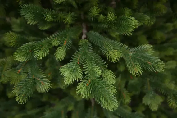 Ель Городская стройная, 100% литая хвоя, 230 см., Black Box (74620)