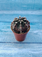 Gymnocalycium Friedrichii (Гимнокалициум)