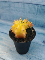Gymnocalycium Variegata (Гимнокалициум Вариегатный)