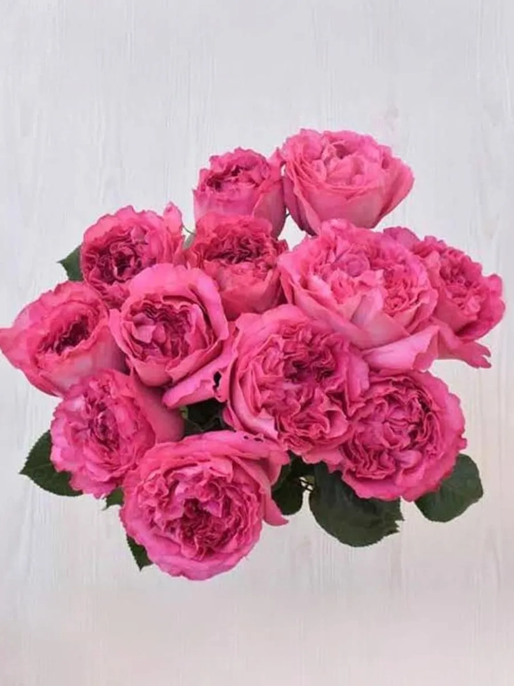 Роза чайно-гибридная Жанелли