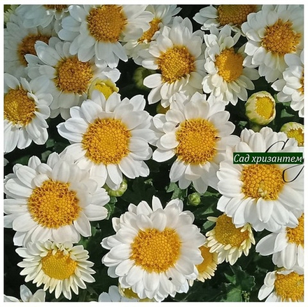 Хризантема мультифлора Pieno м.28 /поставка весна 2026г/