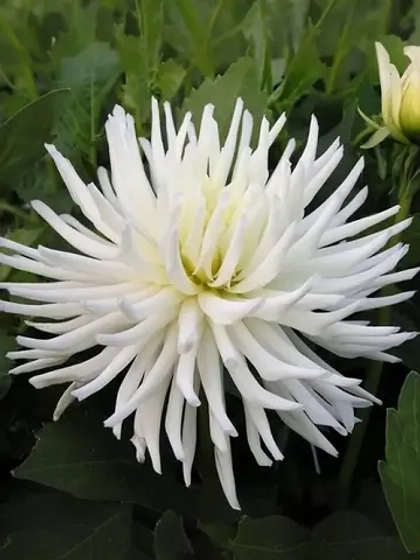 Георгин бордюрный Плая Бланка