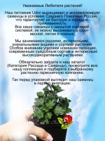 Хризантема Скайфол Ред ампельная
