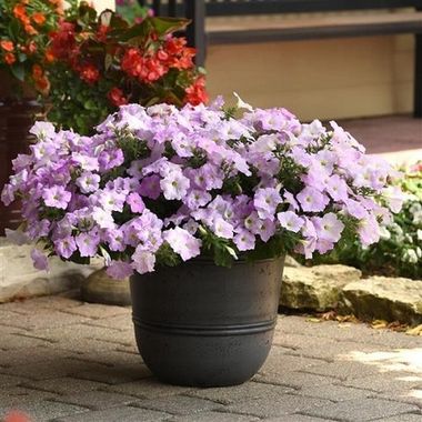 S5774 Петуния ампельная Wave Misty Lilac 5шт.