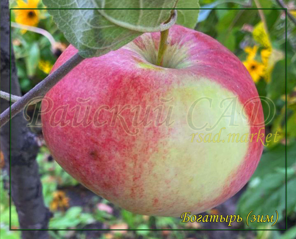 Яблоня Богатырь