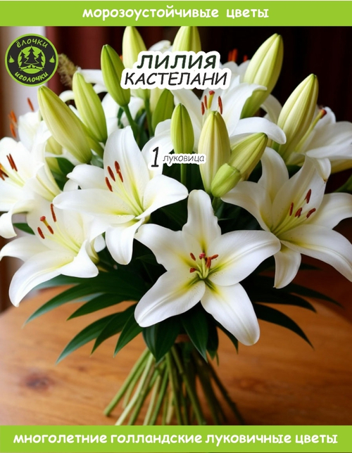 Лилия Луковица, Кастелани 1 шт