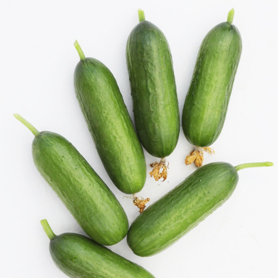 Орхан F1 семена огурца (Гавриш) – фото 2