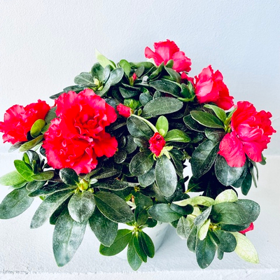 Азалия микс