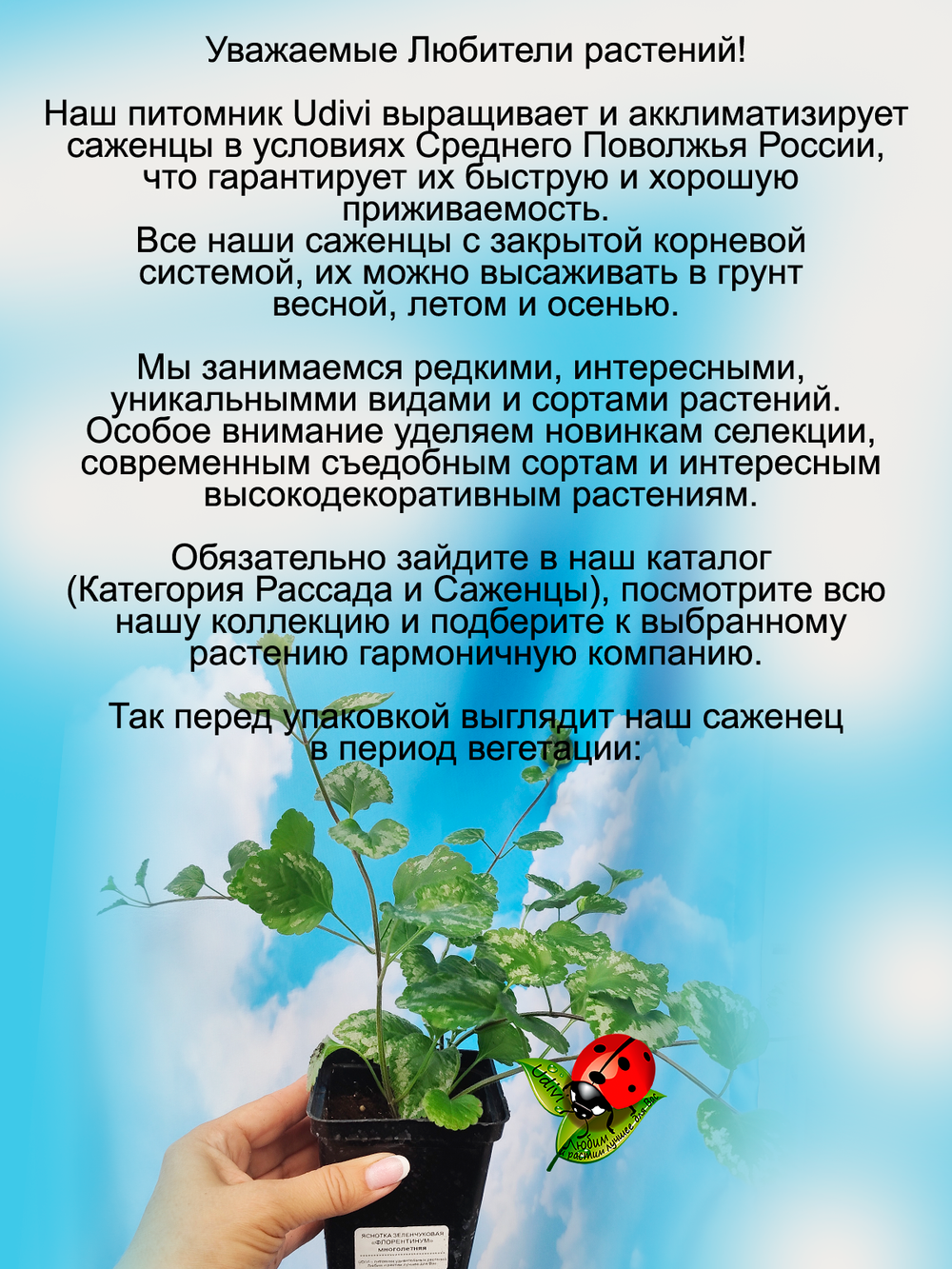 Яснотка зеленчуковая Флорентинум многолетняя