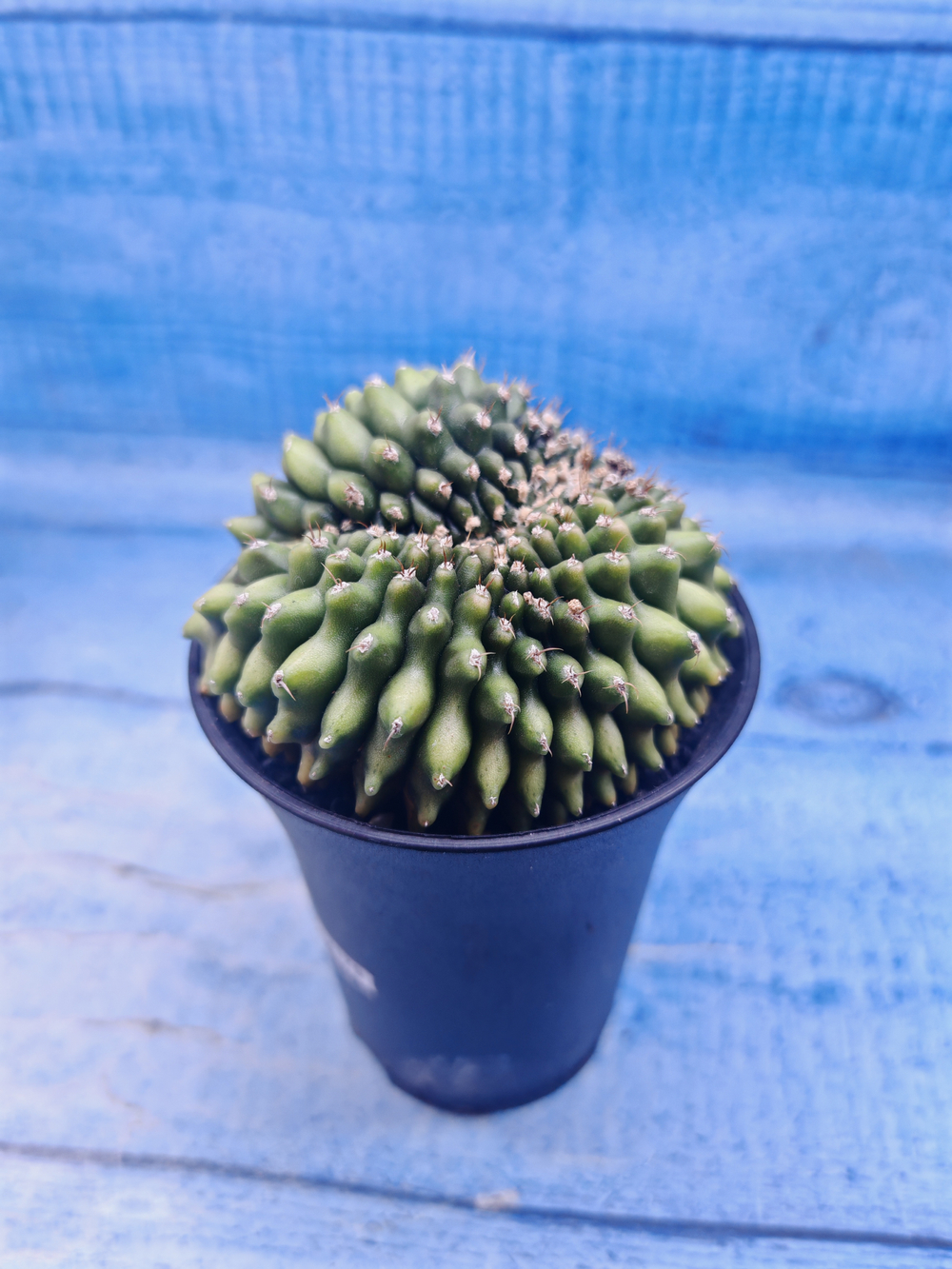 Gymnocalycium Spineless Crested form (Гимнокалициум)