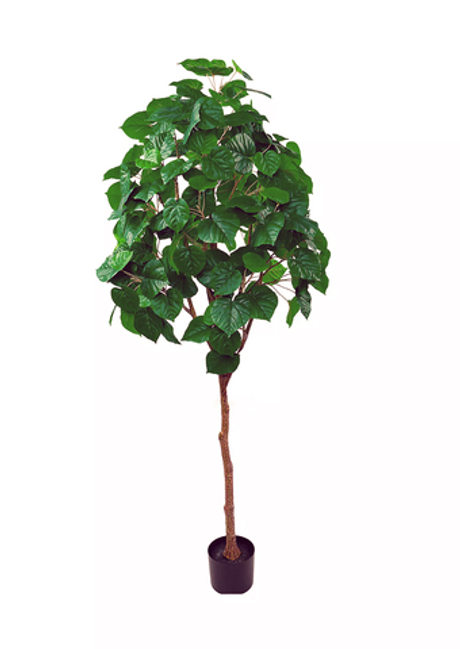 Фикус липовидный - Зеленый