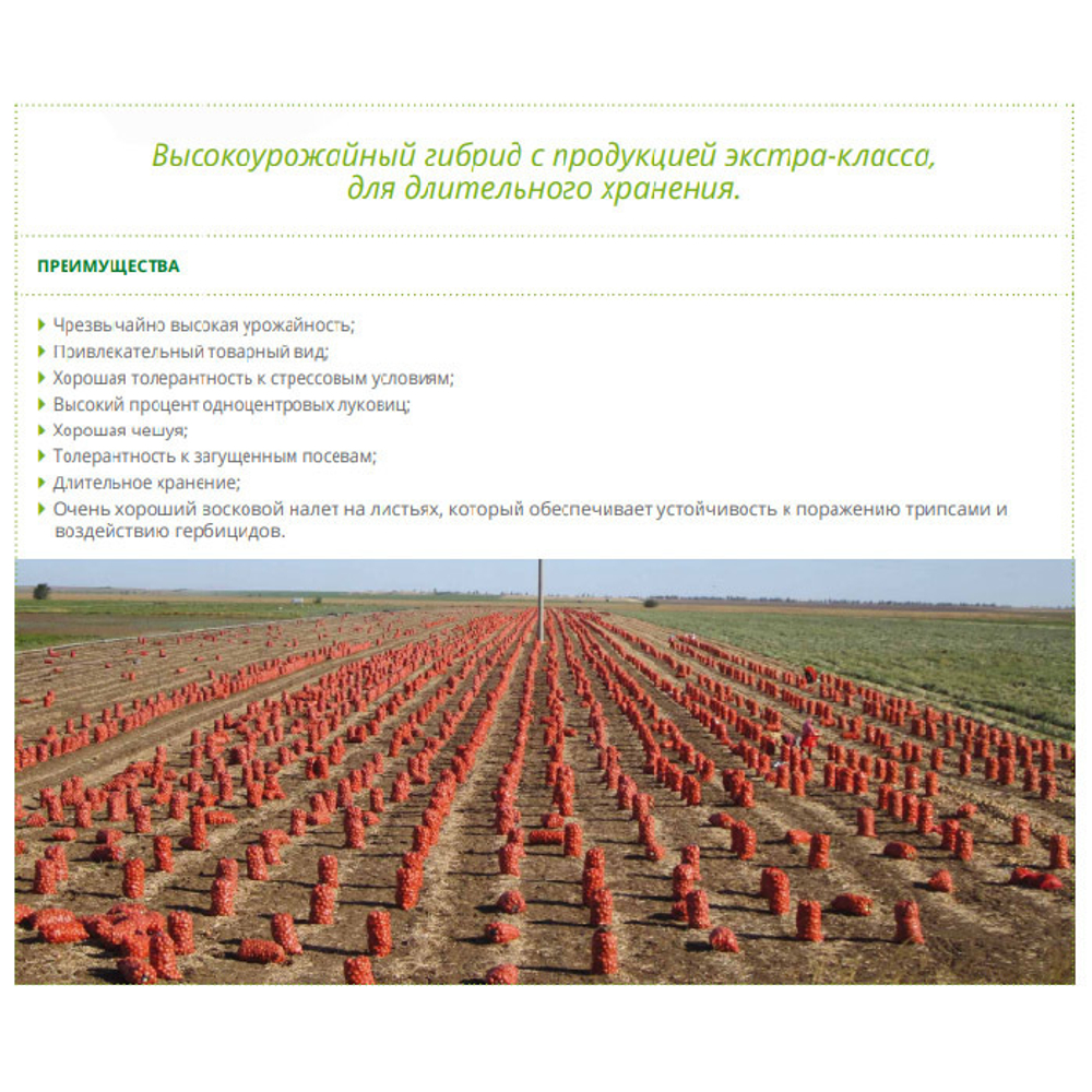 Миссисипи F1 семена лука репчатого (Seminis / Семинис)