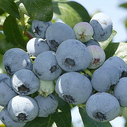 Голубика высокая Нельсон