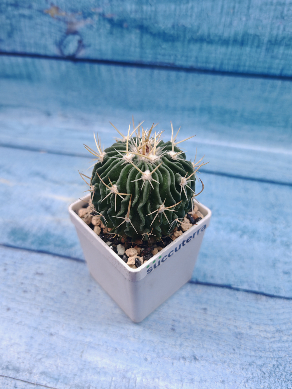 Echinofossulocactus Multicostatus (Эхинофоссулокактус)