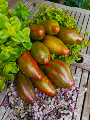 Зелёный тюльпан сорт томата