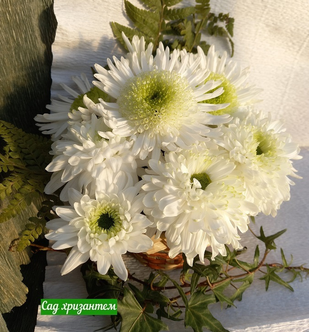 Крупноцветковая хризантема Мишка 🌼 о.82 (отгрузка август - сентябрь 2025г)