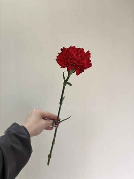 Гвоздика красная