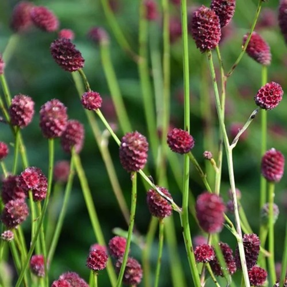 Кровохлебка Чоколат Тип С2