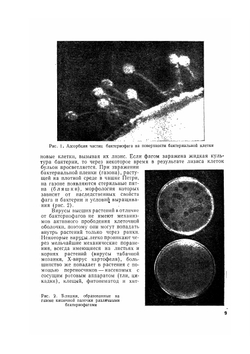 Курс низших растений | М.В. Горленко