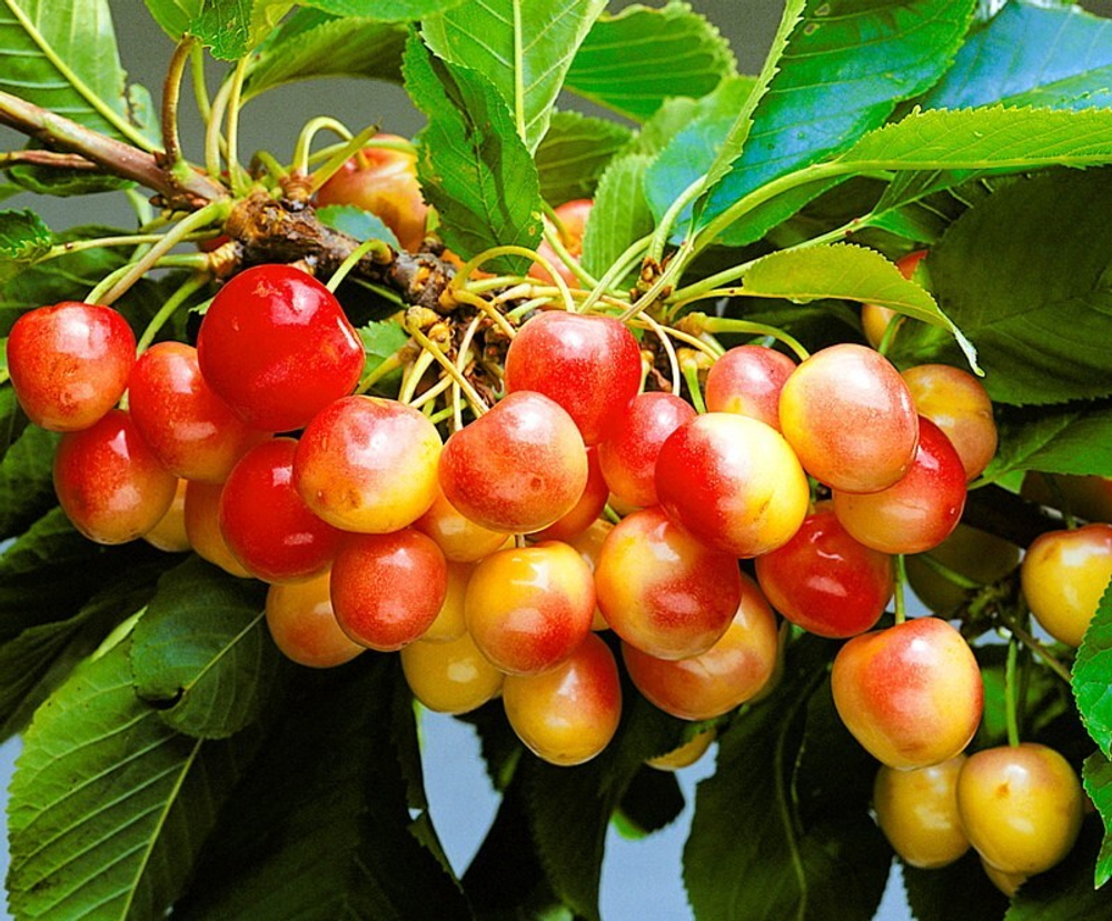 Черешня Красная горка