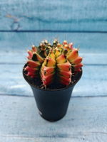 Gymnocalycium Variegata (Гимнокалициум Вариегатный)