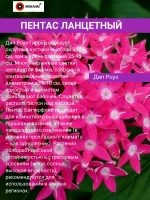 Пентас ланцетный набор