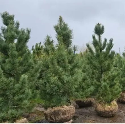 Сосна кедровая европейская (ком) 120-140