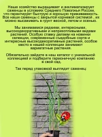 Злак Мискантус китайский Голд Бар