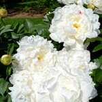 Пион Amalia Olson (корень 3/5 почек)