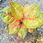 Аглаонема HUGES