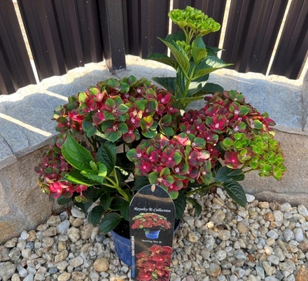 BURNING HOT/БЕРНИН ХОТ (Стандарт поставки Р9)2025г.