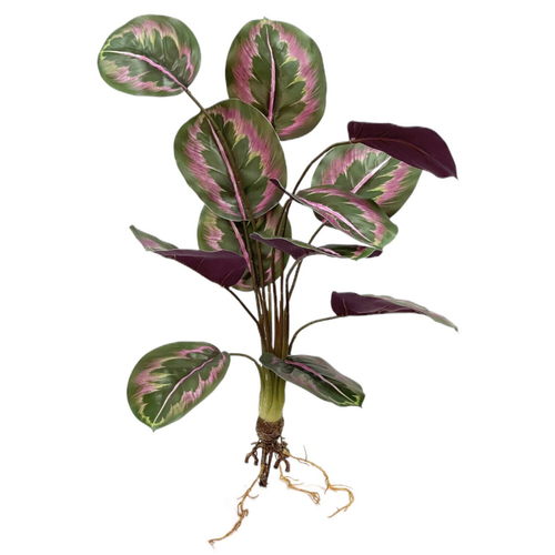 Калатея макоя с корнем 60 см