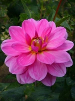 Георгин декоративный Онеста