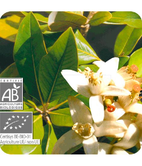 Натуральное эфирное масло Нероли БИО, Pranarom